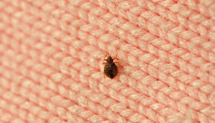 know about bedbugs